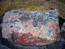 Норвегия. Сообщества лишайников облепили своими цветными колониями  камень